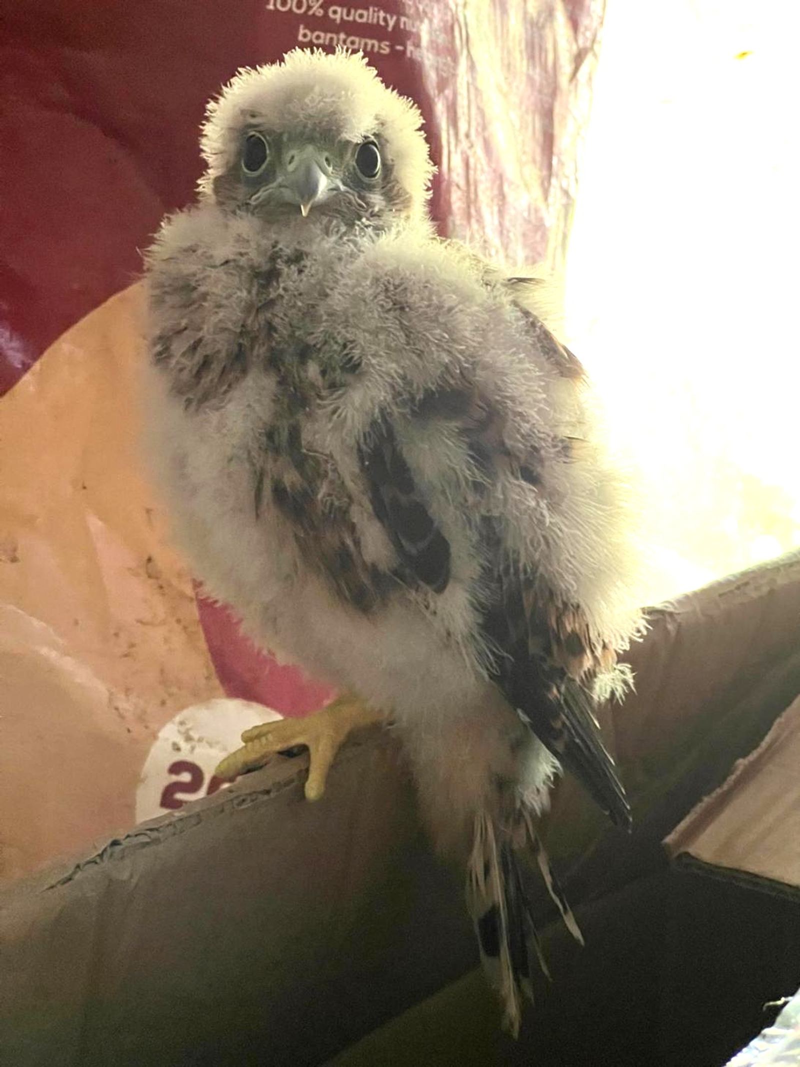 Kestrel chick in care