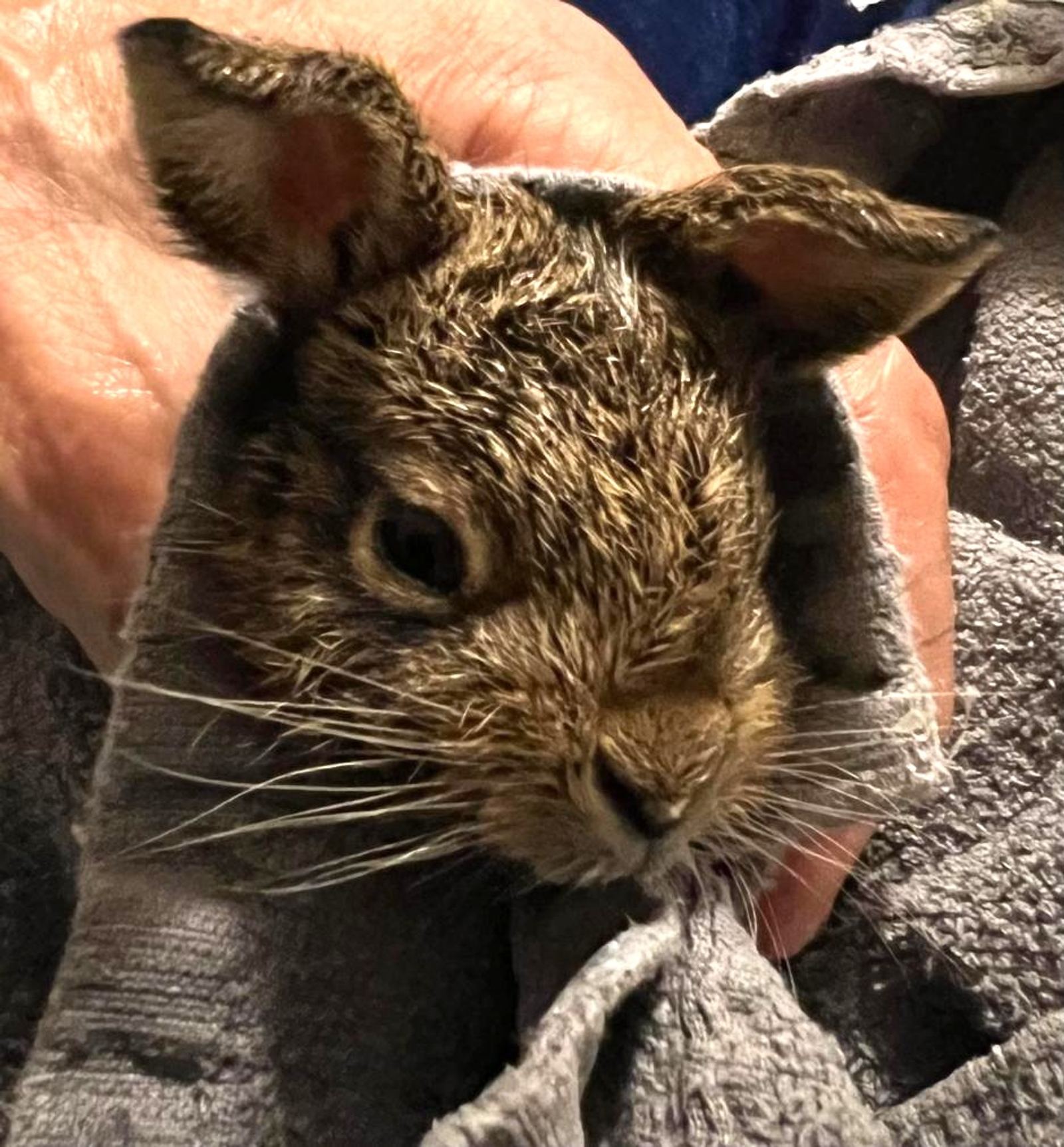 Leveret being checked over