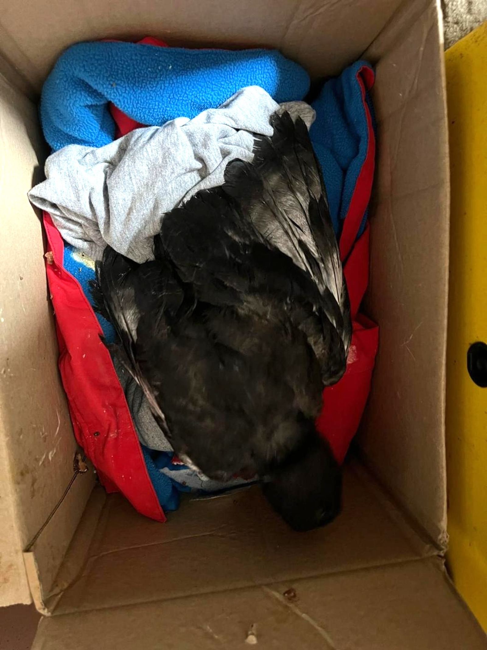 A young corvid recovering in a box at Cambridgeshire WIRE