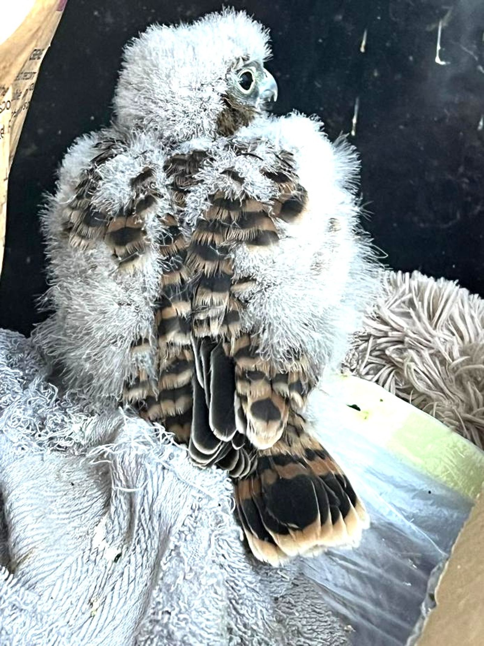 Young kestrel on the mend