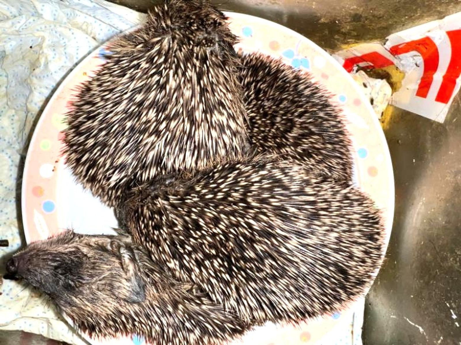 Hedgehogs at feeding time