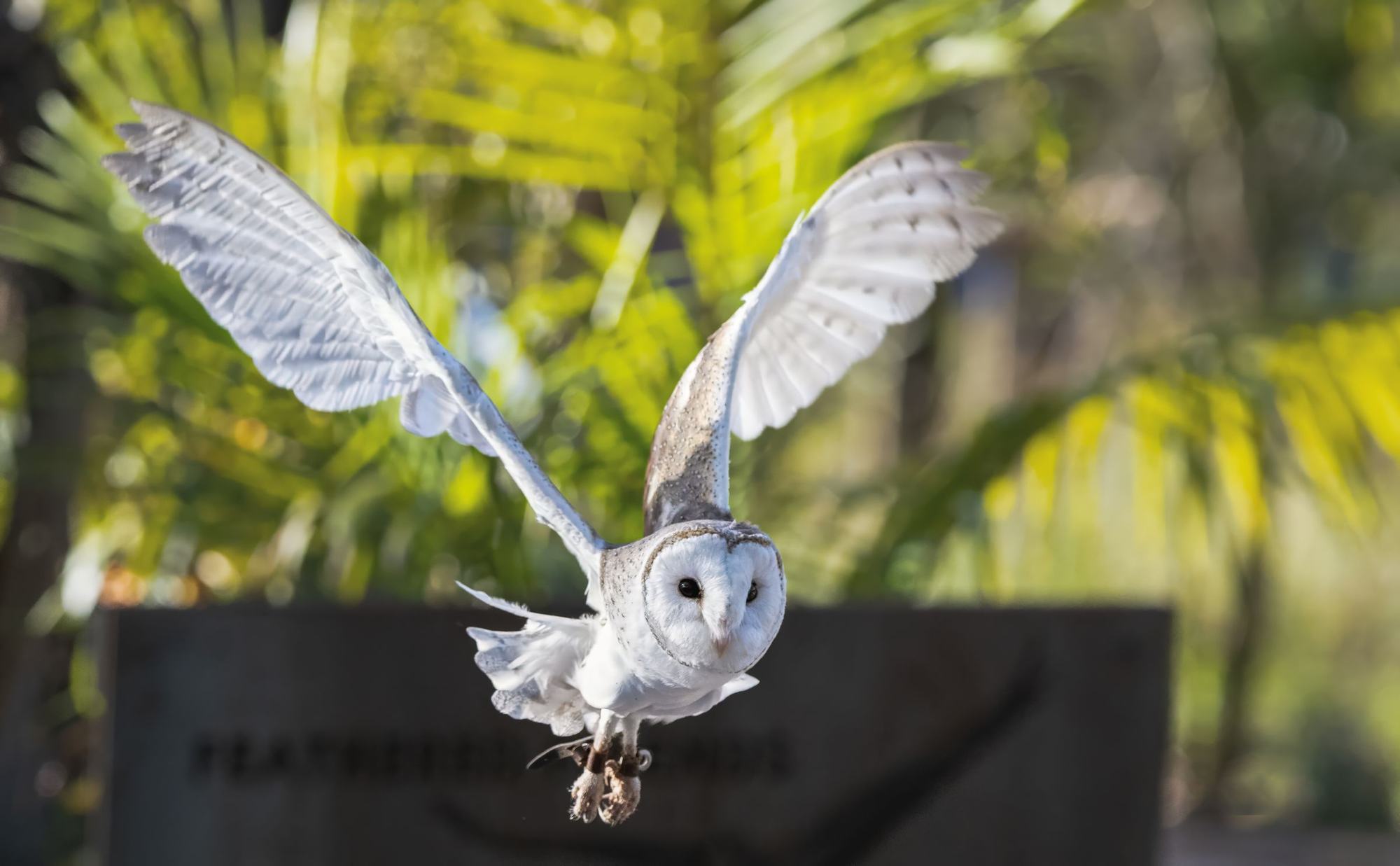A barn owl in flight