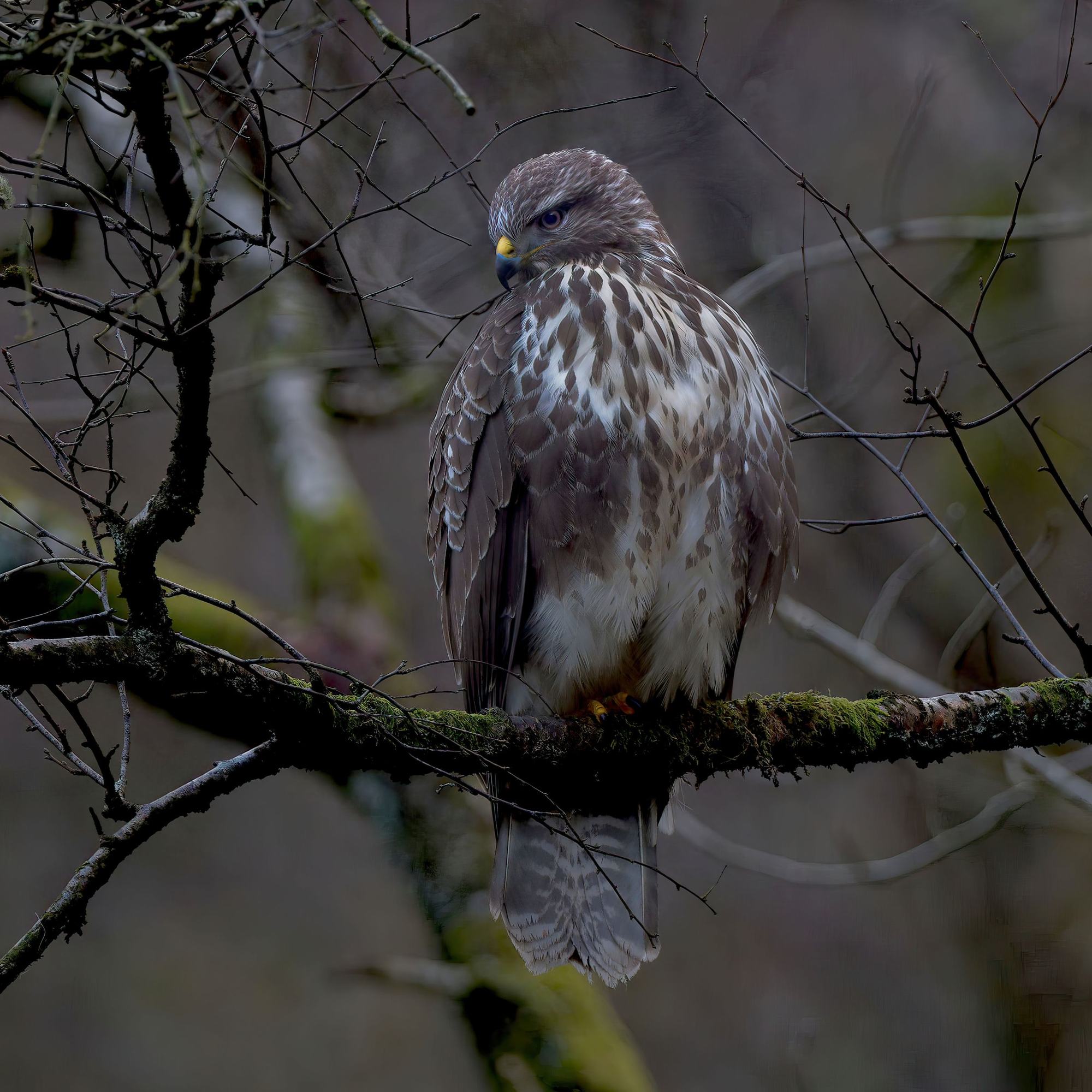 A common buzzard perched on a branch