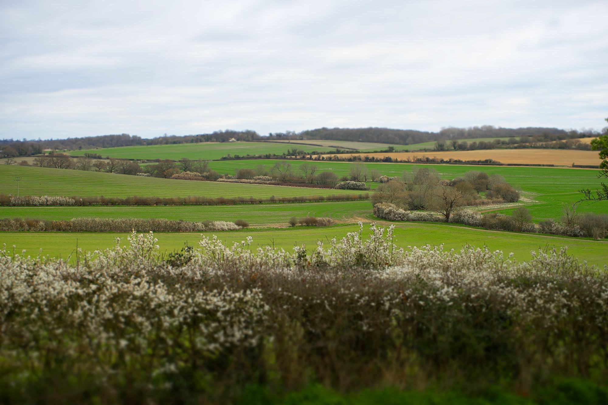 Fields and hedgerows in the English countryside