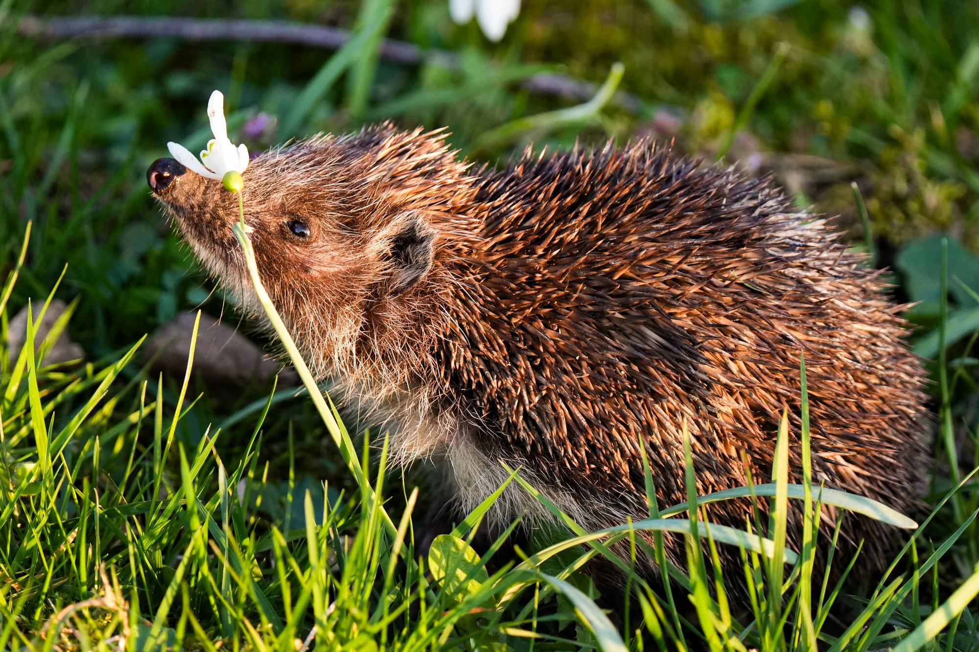 A hedgehog in long grass